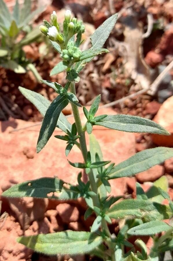 Heliotropium mendocinum habit