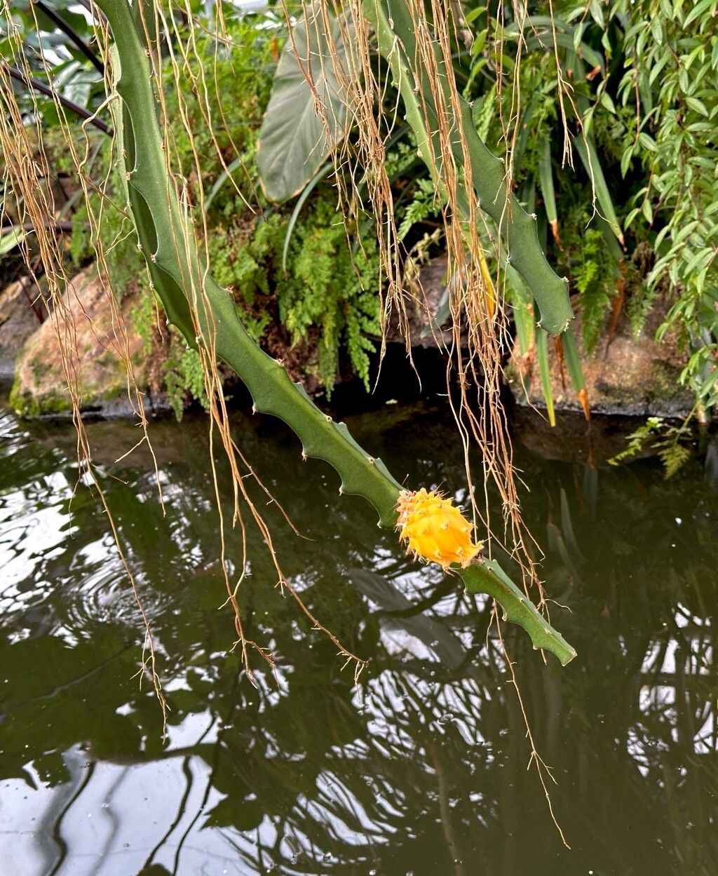 Selenicereus megalanthus habit