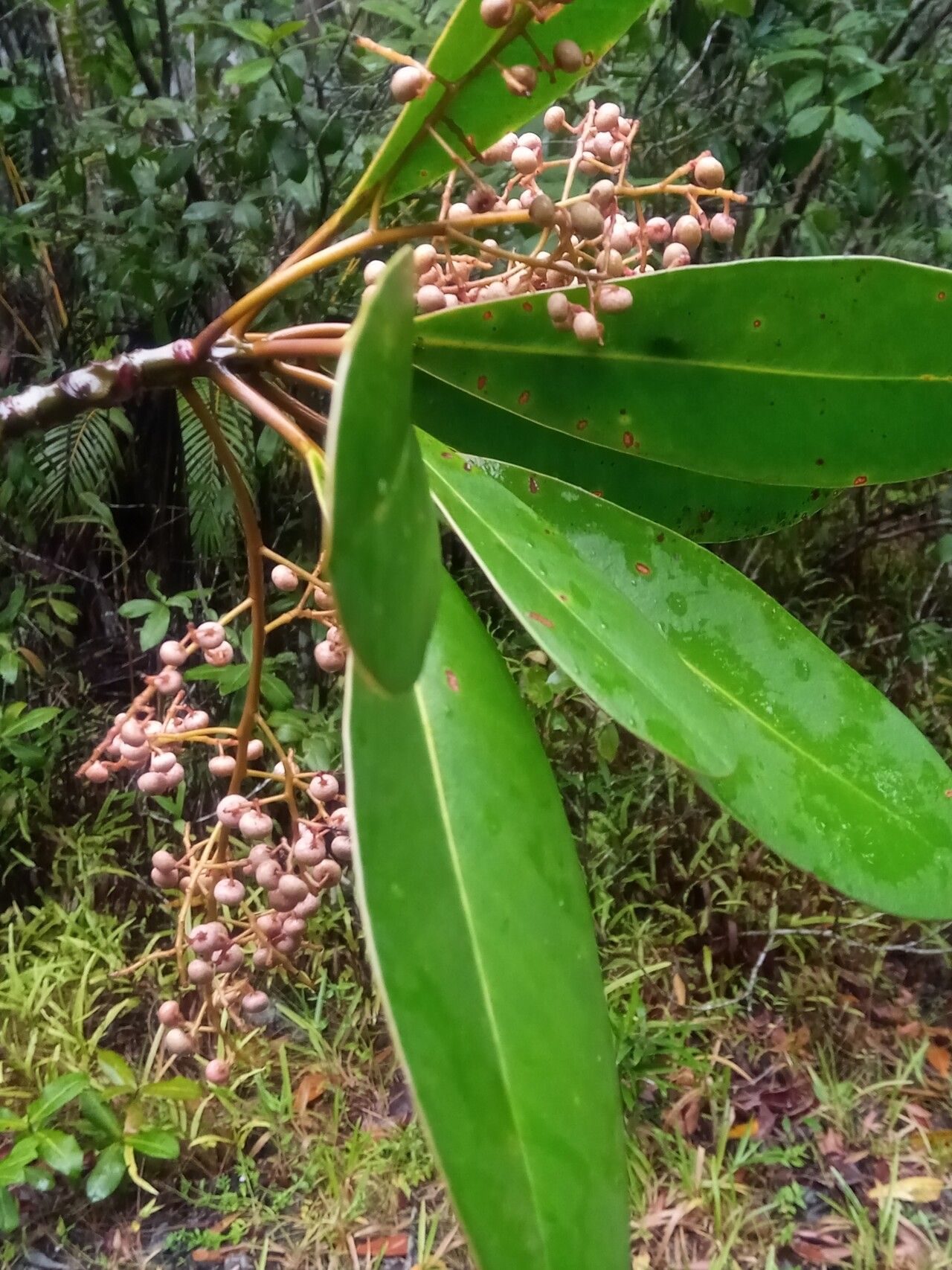 Monoporus bipinnatus — related species from the same genus