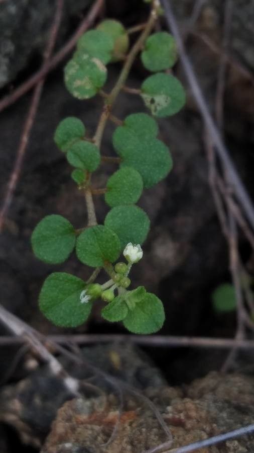 Euphorbia pancheri leaf