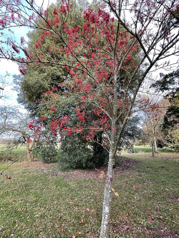 Sorbus commixta habit