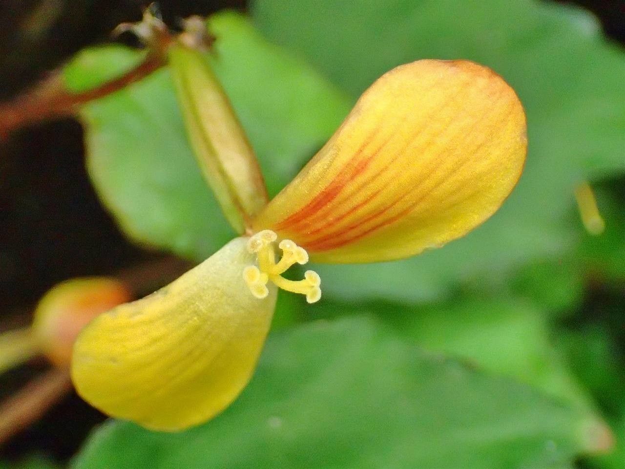Begonia prismatocarpa flower