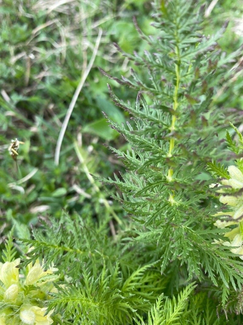 Pedicularis foliosa leaf