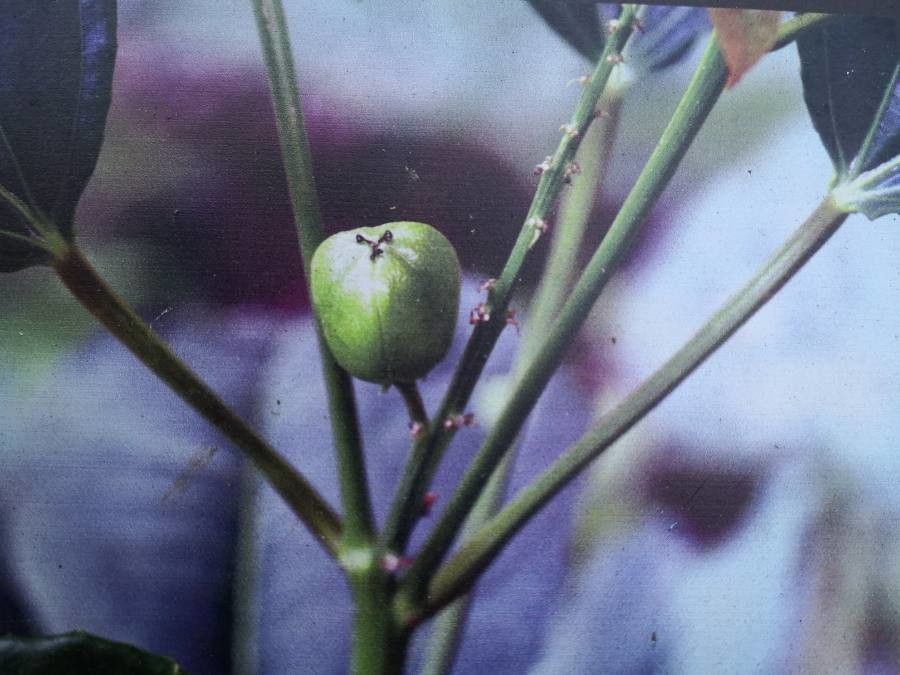 Croton tiglium fruit