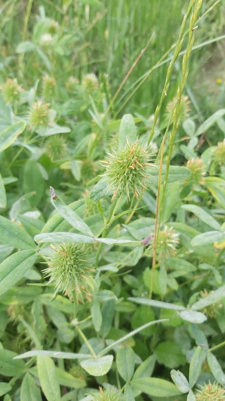 Trifolium squarrosum — search result for 'Trifolium'