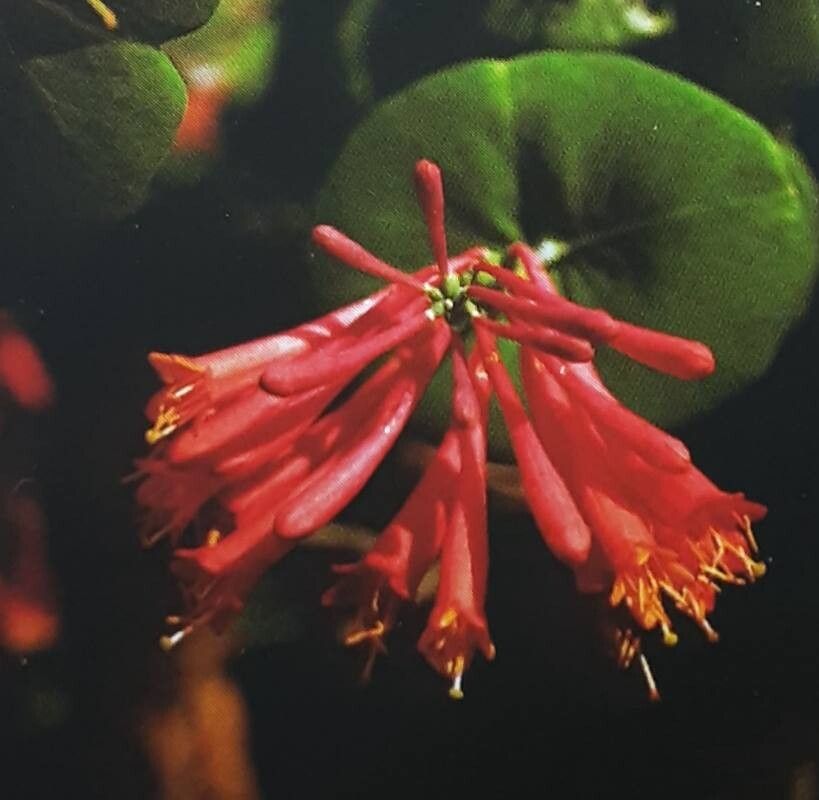 Lonicera × brownii — search result for 'Lonicera'