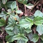 Sphagneticola trilobata