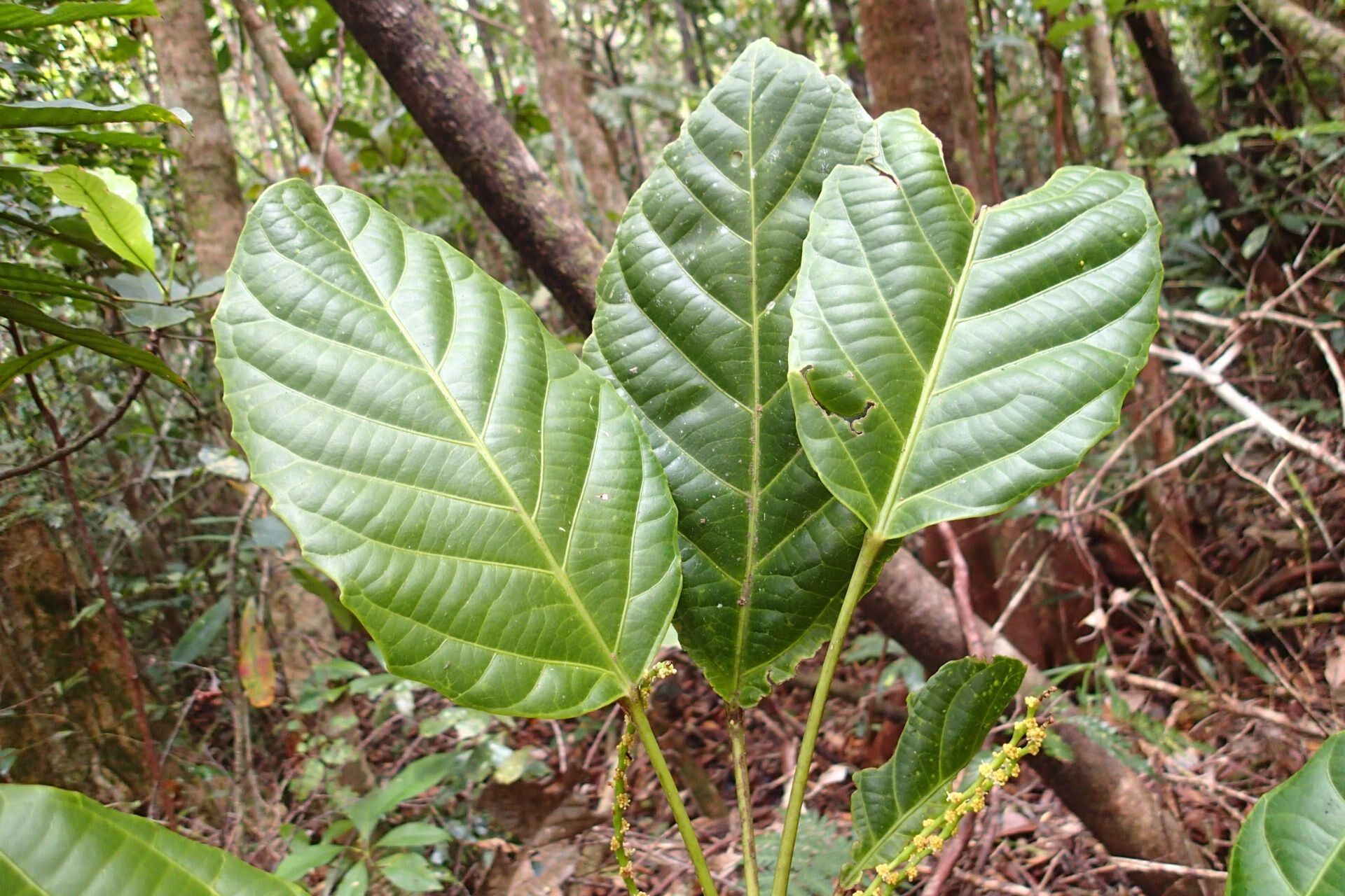 Bocquillonia longipes — houseplant care guide