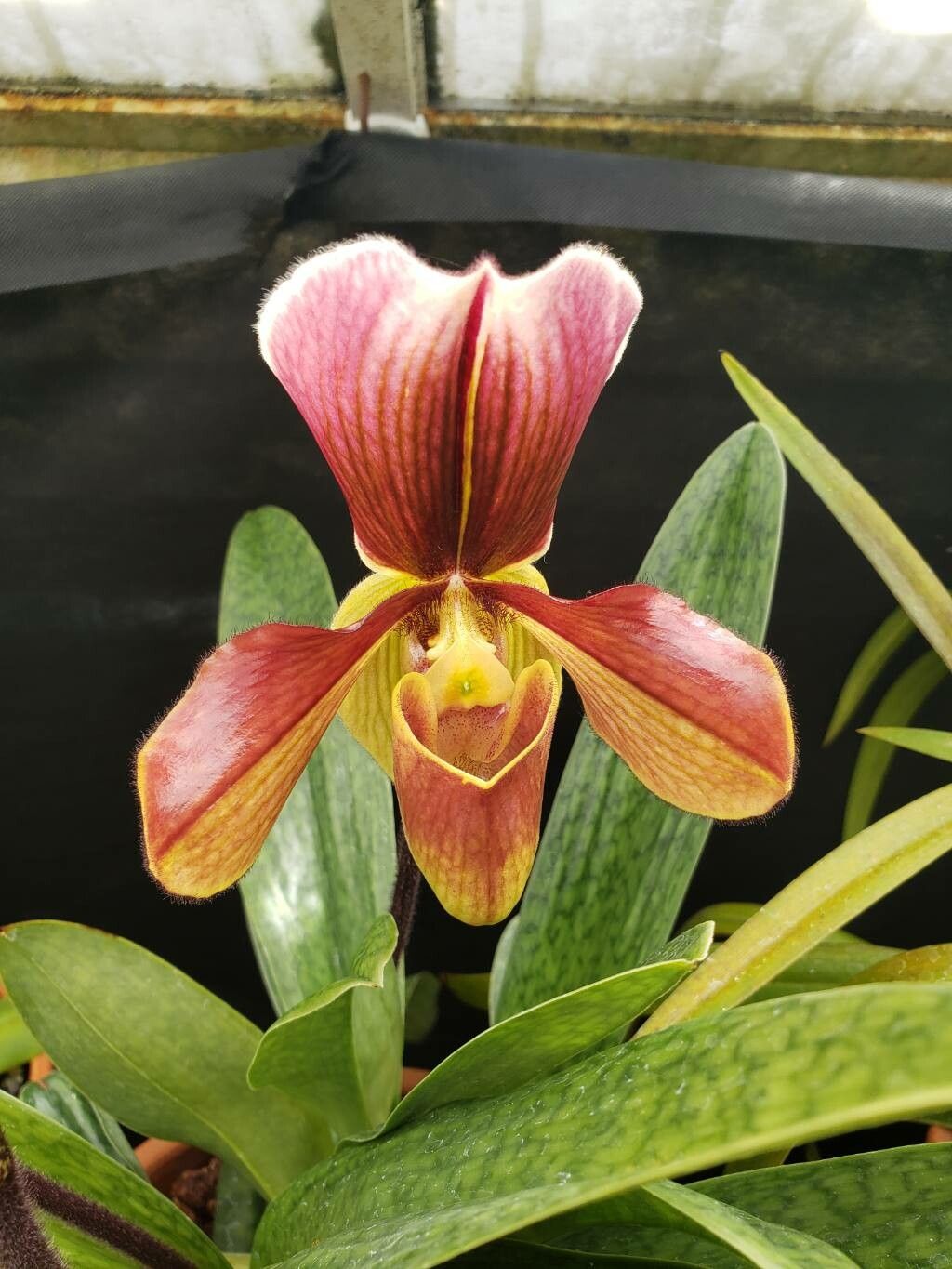 Paphiopedilum superbiens flower