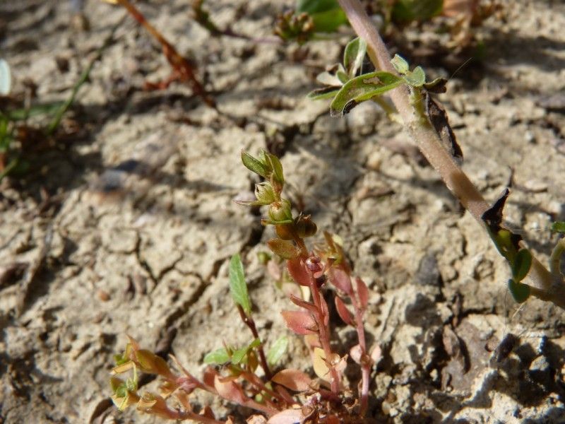 Lysimachia minima habit