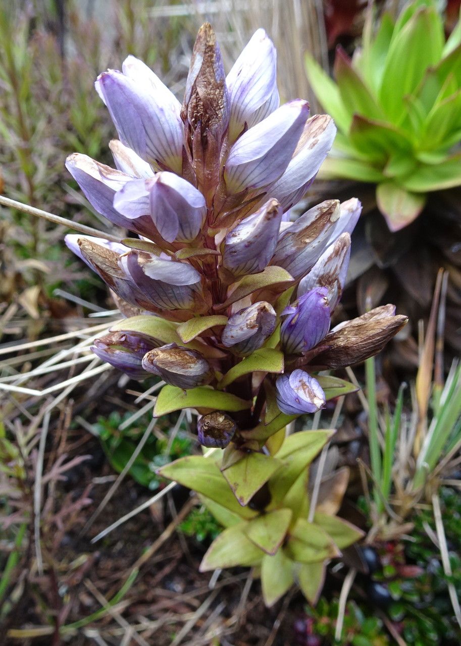 Gentianella dasyantha flower