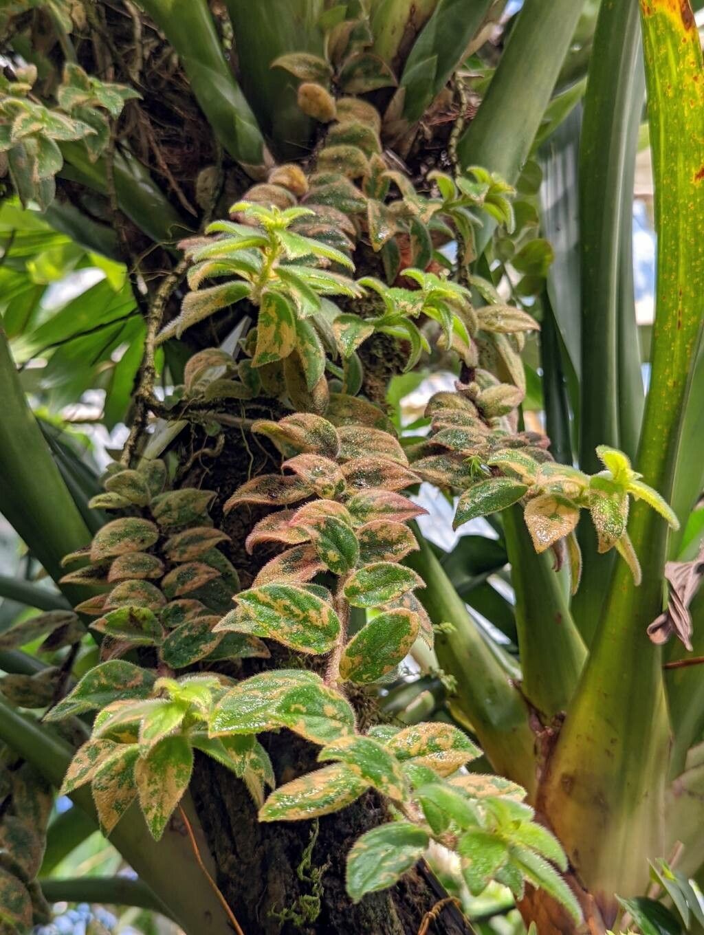 Columnea magnifica habit