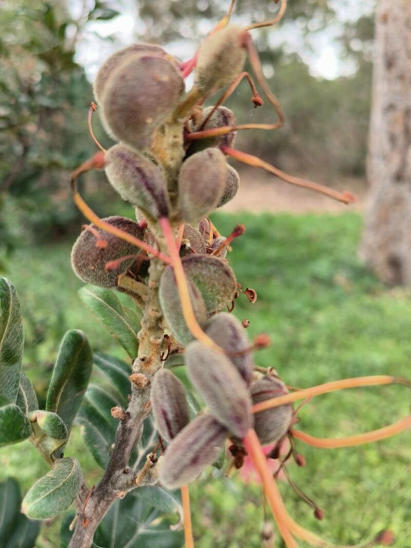 Grevillea candelabroides fruit