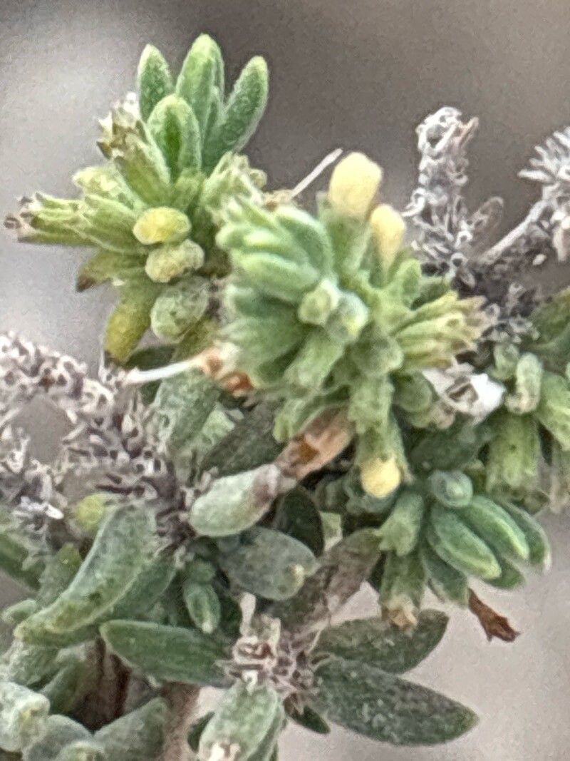 Micromeria ericifolia flower