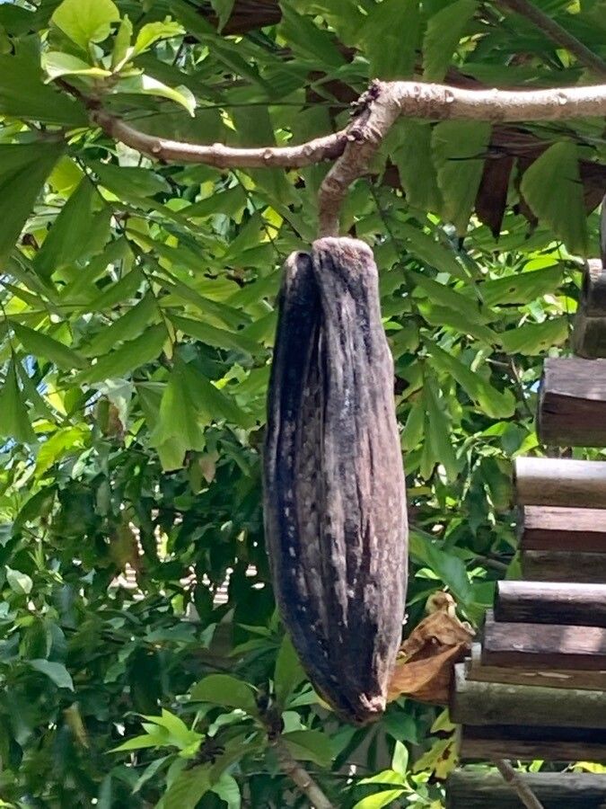 Beaumontia grandiflora fruit