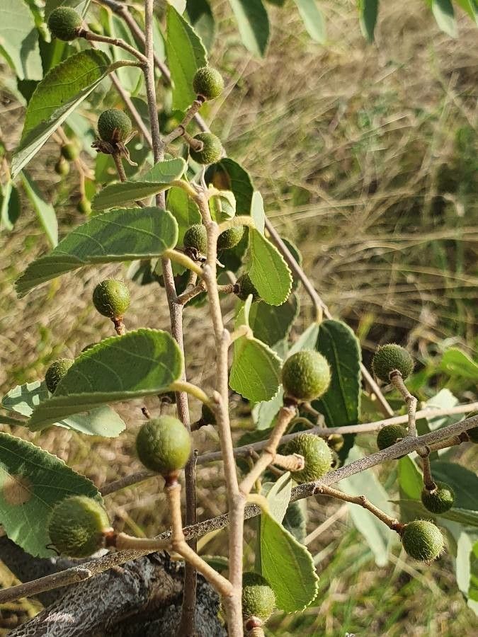 Grewia bicolor fruit