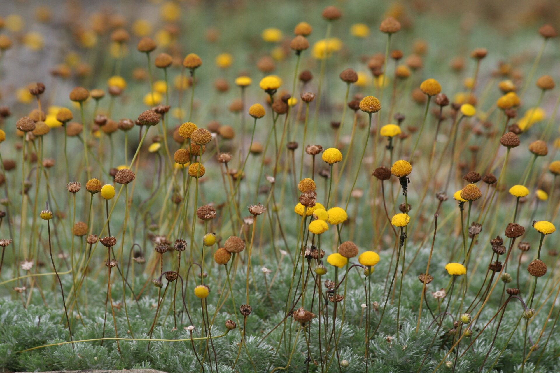 Cotula sericea — houseplant care guide