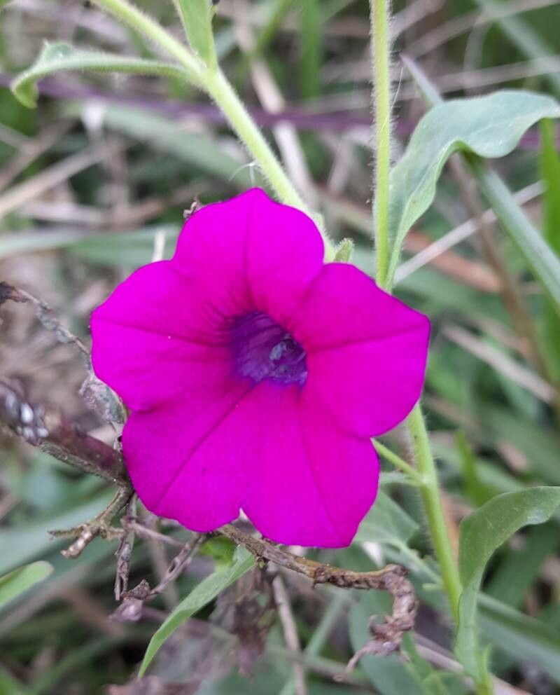 Petunia interior flower