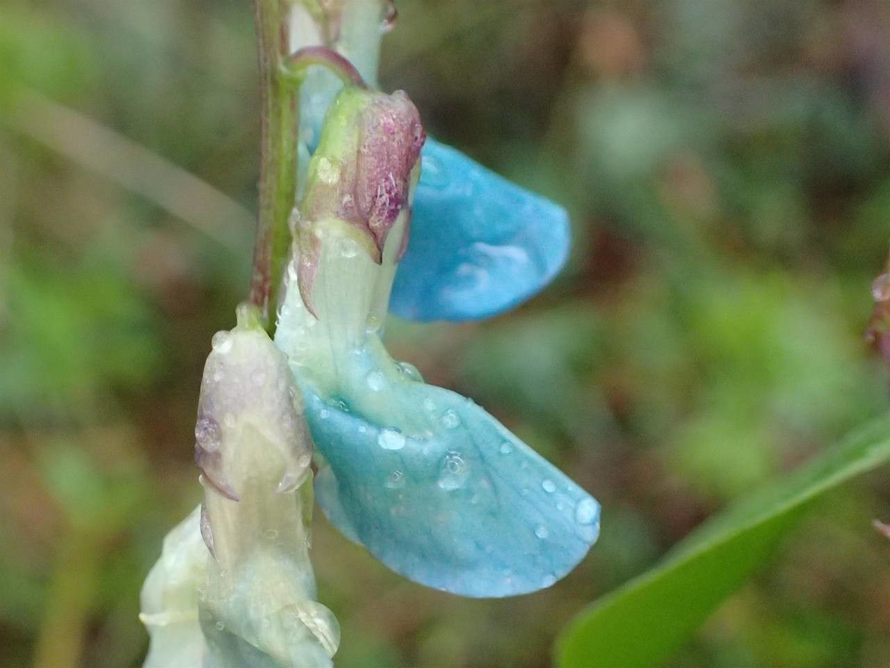 Lathyrus vernus fruit