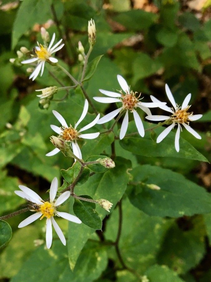 Eurybia schreberi flower