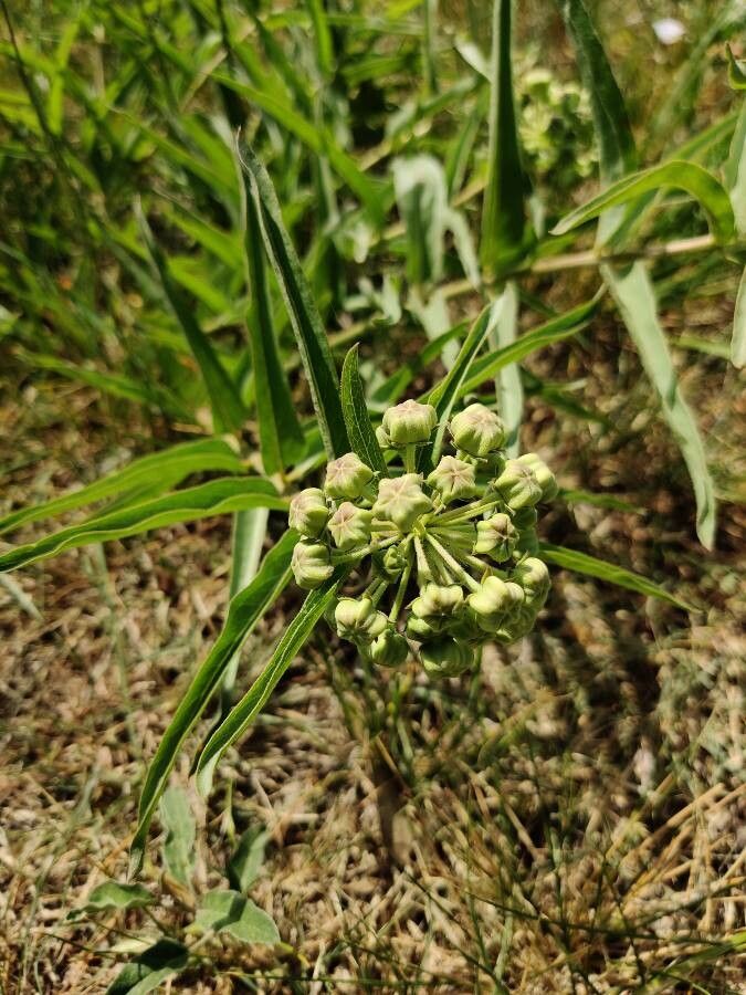 Asclepias asperula flower