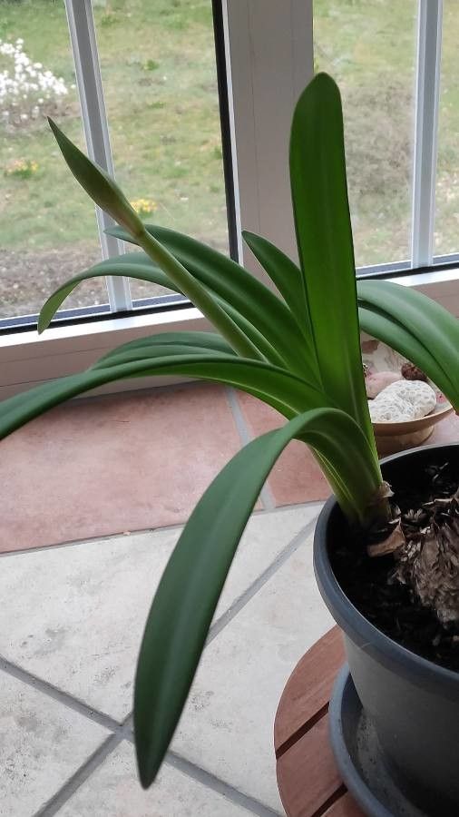 Hippeastrum correiense