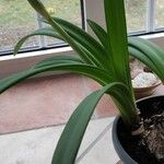 Hippeastrum correiense