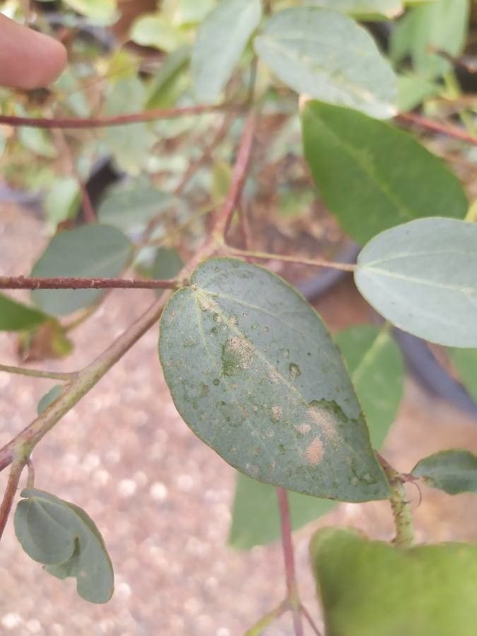 Gossypium sturtianum — search result for 'Gossypium'