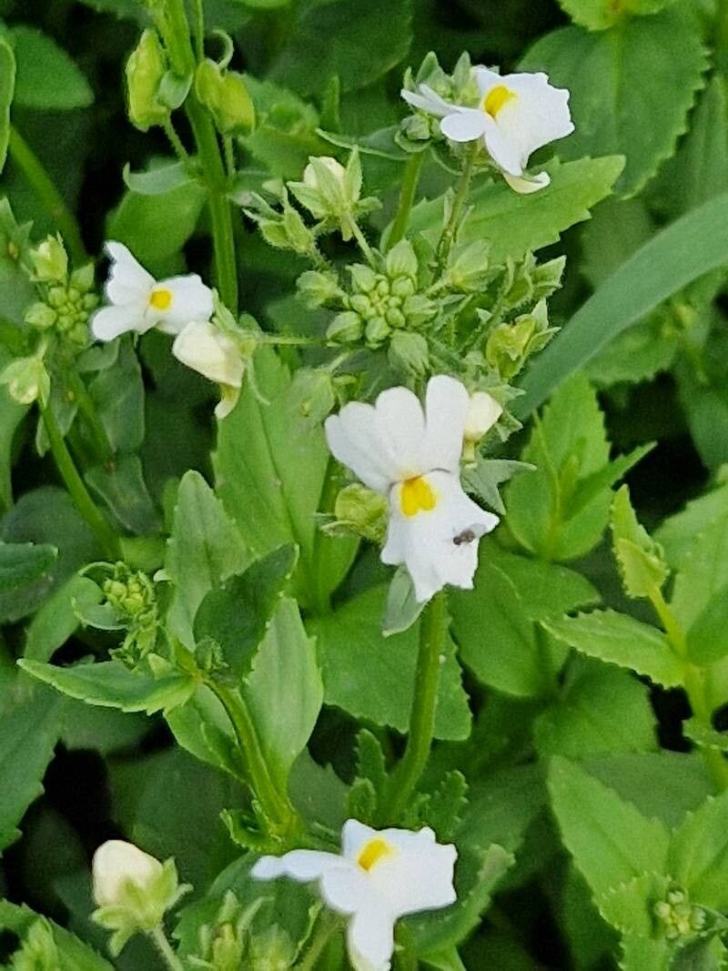 Nemesia versicolor — houseplant care guide