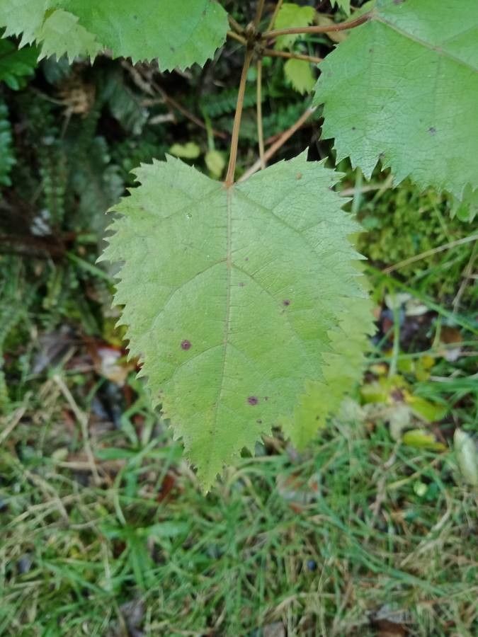 Aristotelia serrata leaf