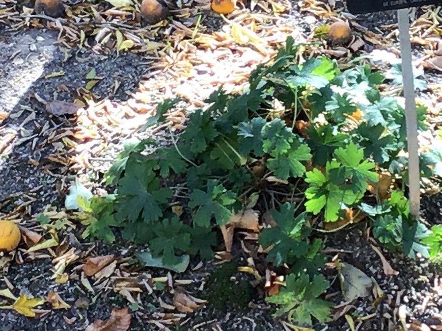 Geranium asphodeloides — search result for 'Geranium'