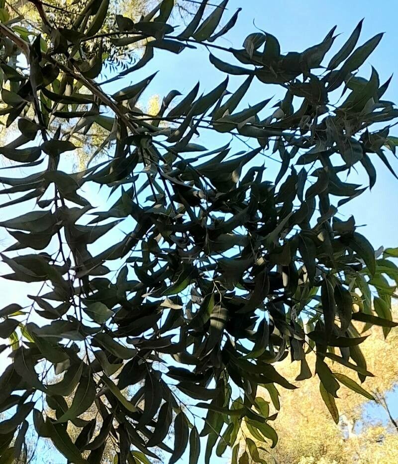 Eucalyptus pilularis — search result for 'Eucalyptus'