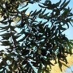 Eucalyptus pilularis