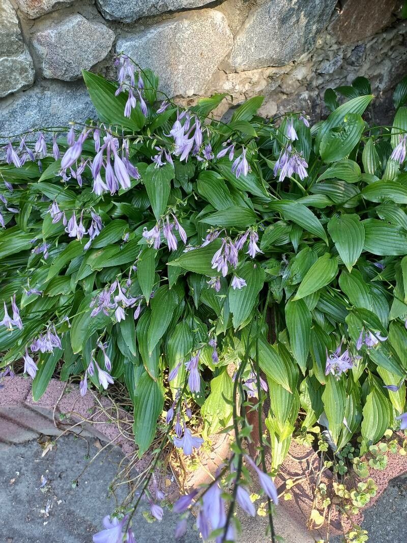 Hosta lancifolia flower