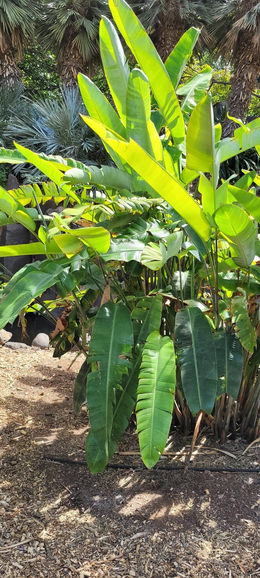 Syagrus vermicularis habit