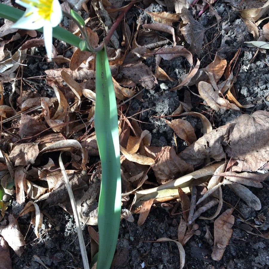 Erythronium albidum leaf