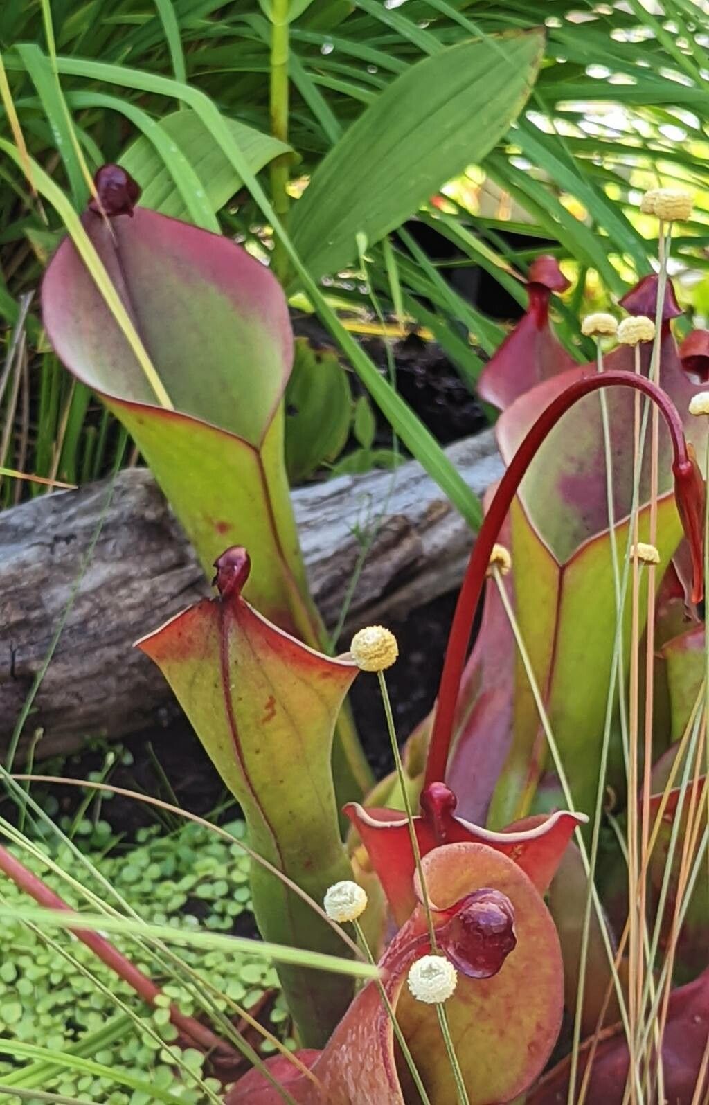 Heliamphora ionasi — related species from the same genus