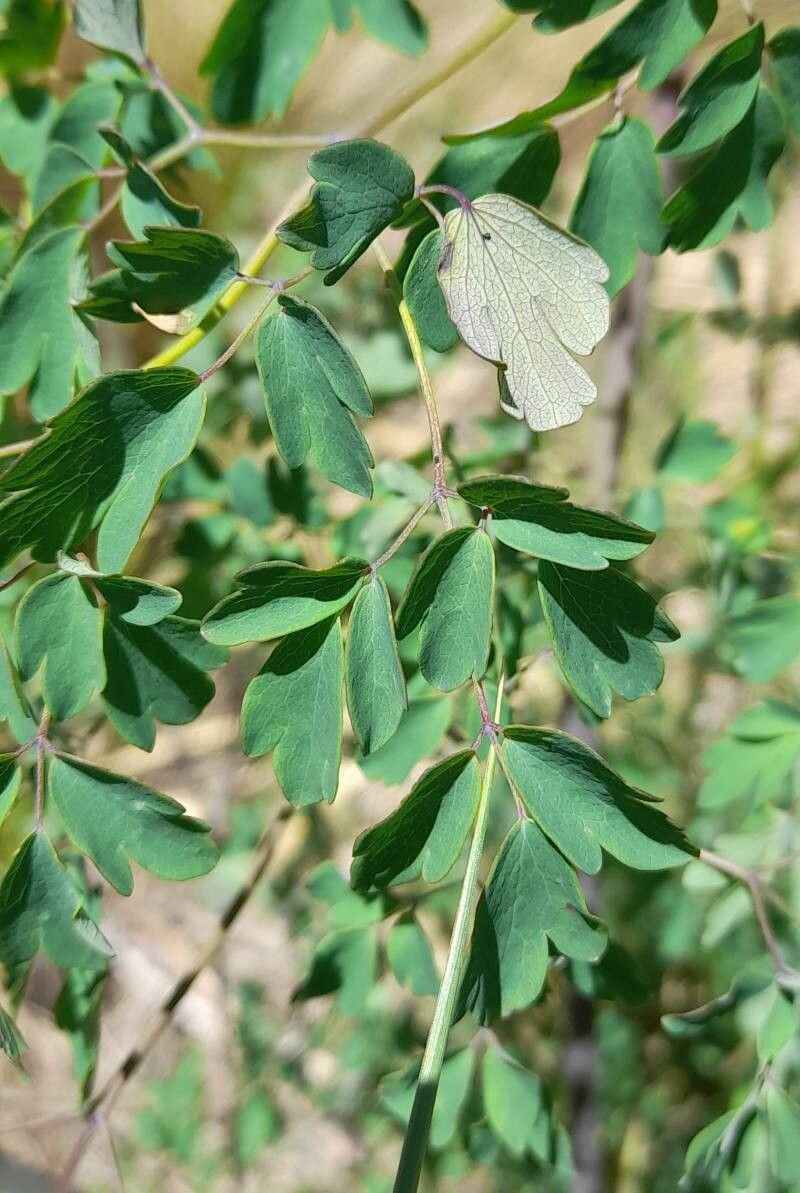Thalictrum decipiens — houseplant care guide