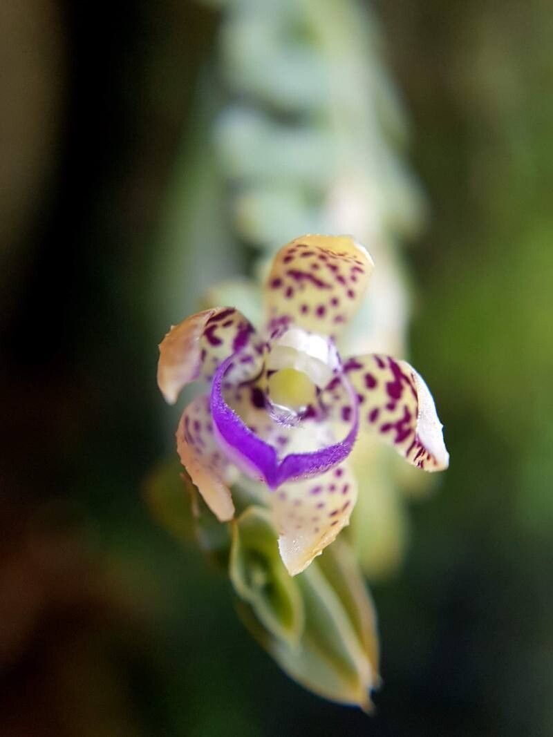 Dichaea poicillantha flower