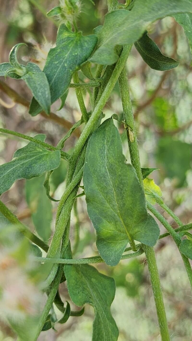 Convolvulus auricomus bark