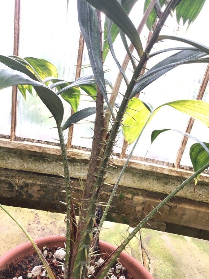 Salacca affinis bark