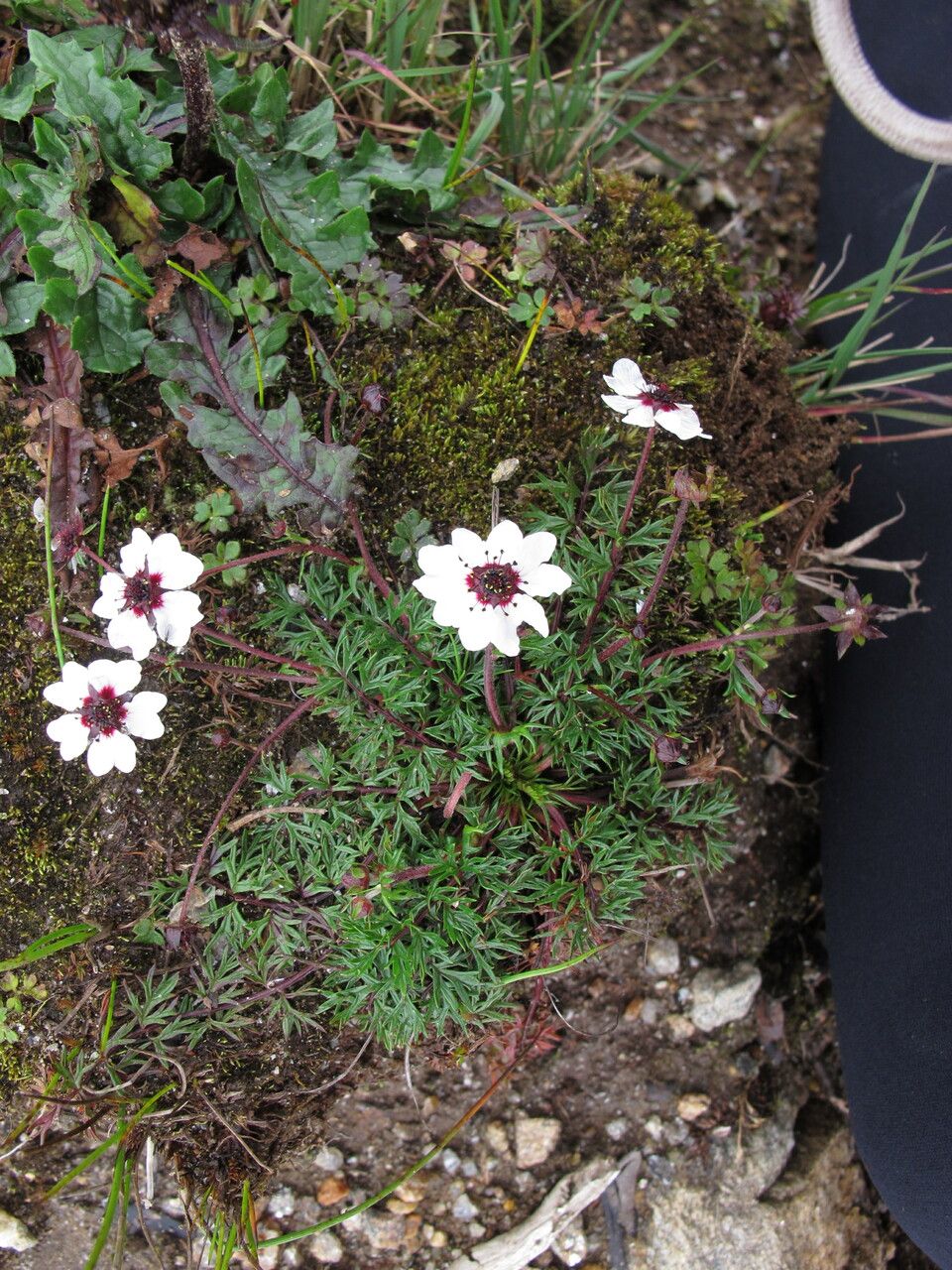 Potentilla coriandrifolia habit