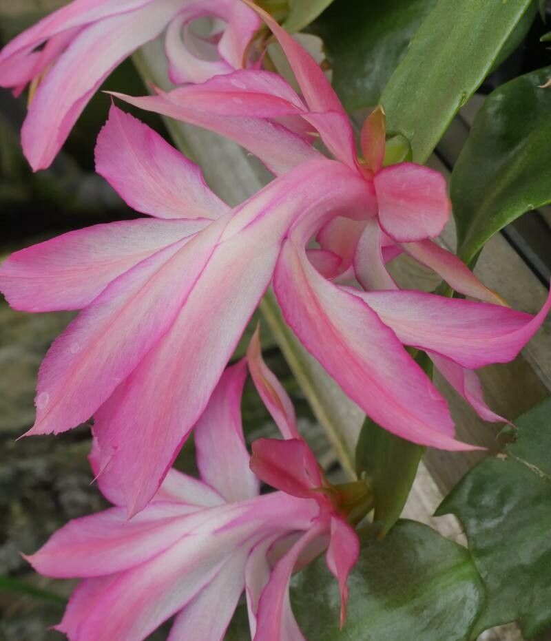 Schlumbergera orssichiana — search result for 'Schlumbergera'