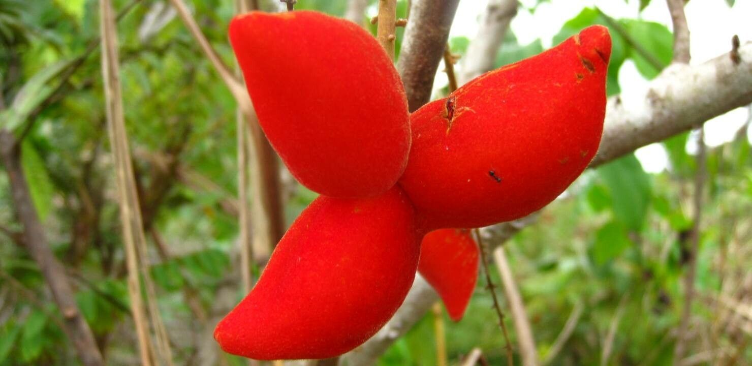 Cnestis ferruginea fruit