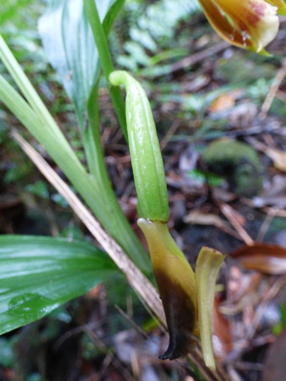 Calanthe tetragona fruit