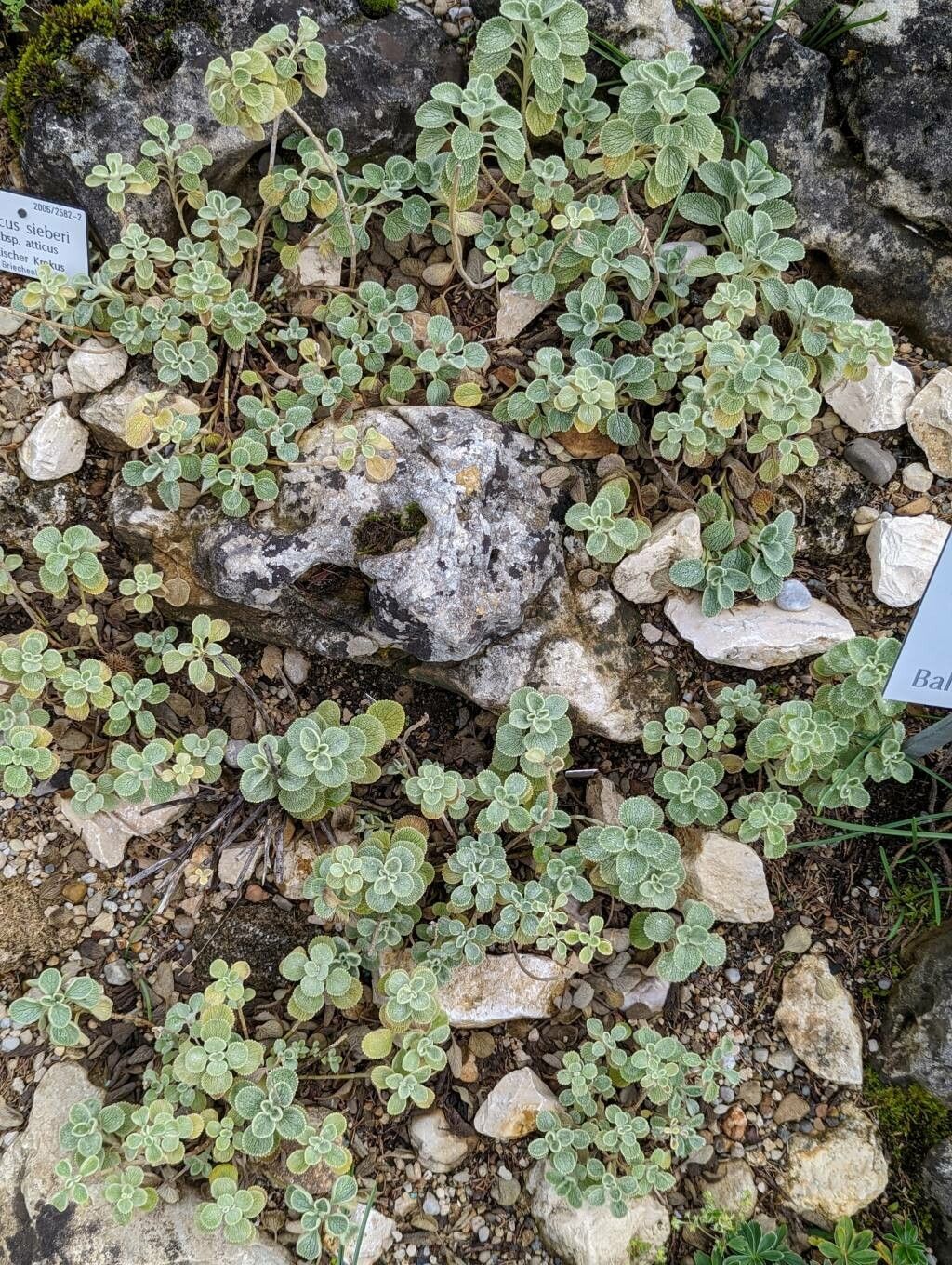 Marrubium velutinum habit