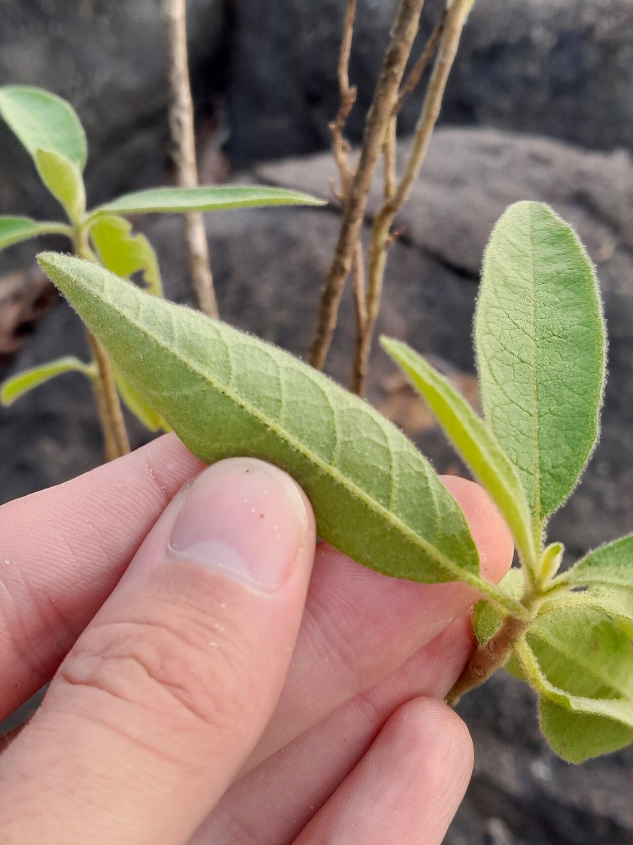 Solanum schomburgkii leaf