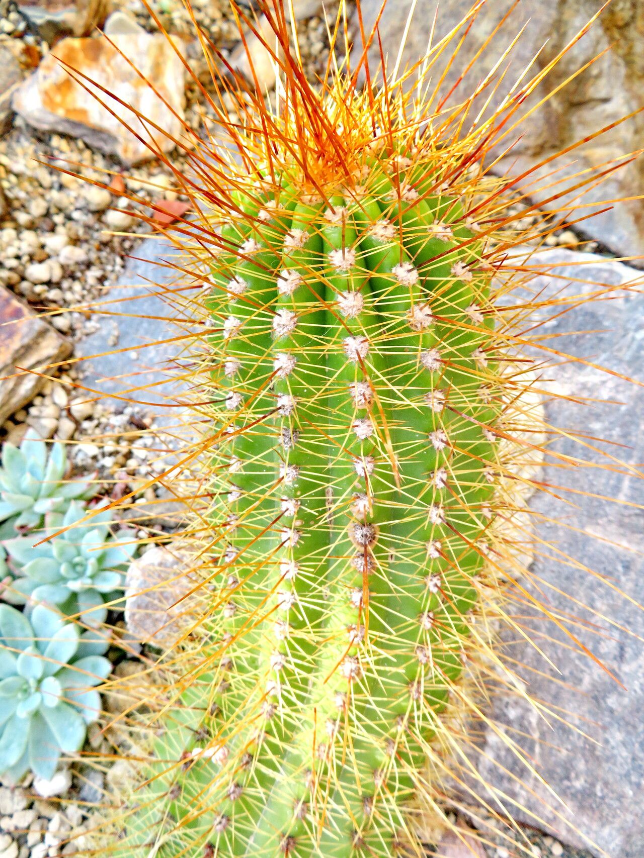 Soehrensia candicans — related species from the same genus