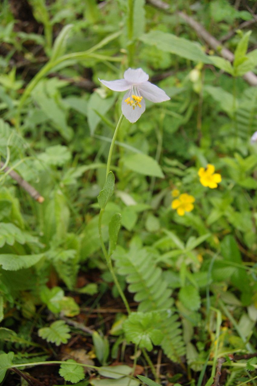 Meconopsis polygonoides habit