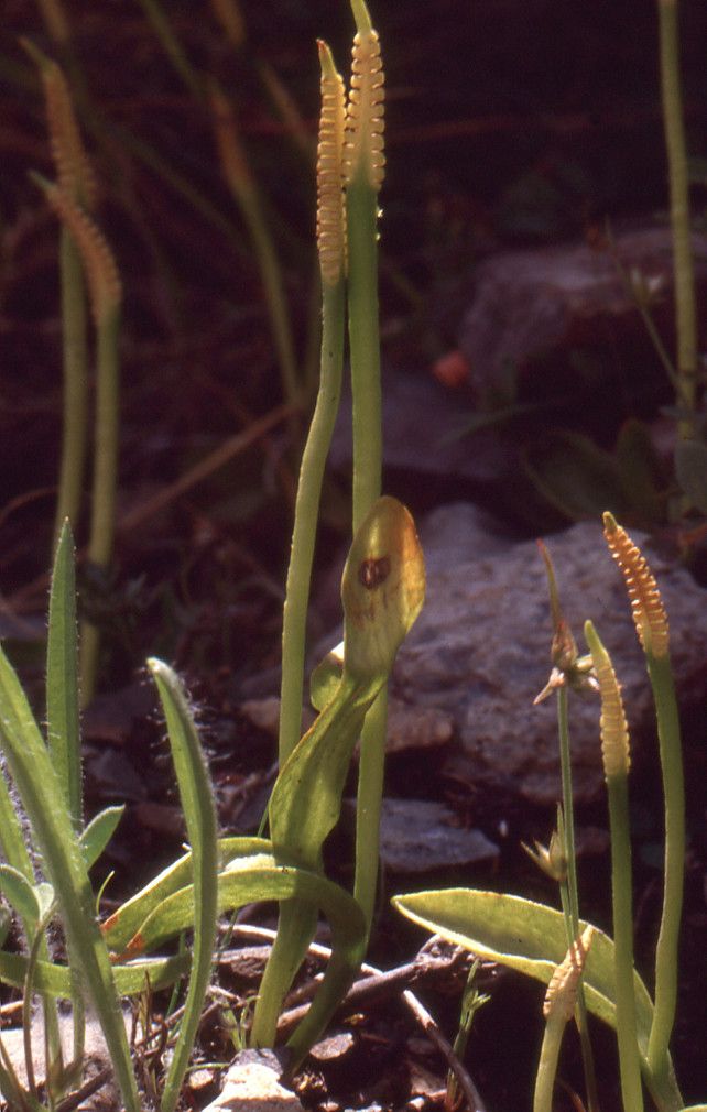 Ophioglossum azoricum habit